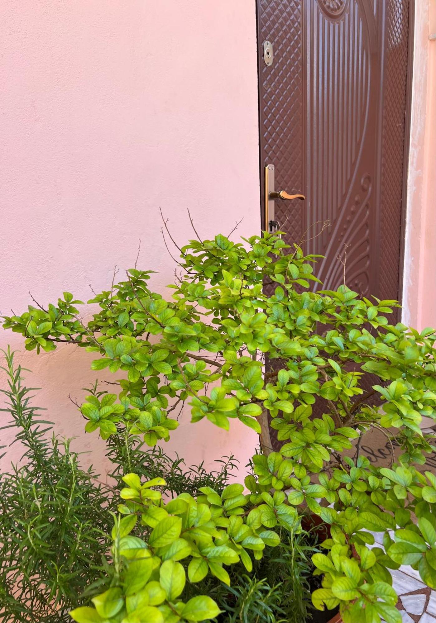 Villa Ensalv Berat - Apartment - Room - Penthouse Zewnętrze zdjęcie